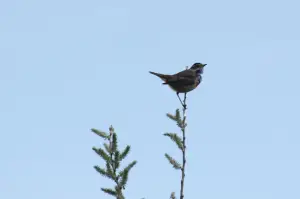 Frans 02 Vrolijke Flierefluiter